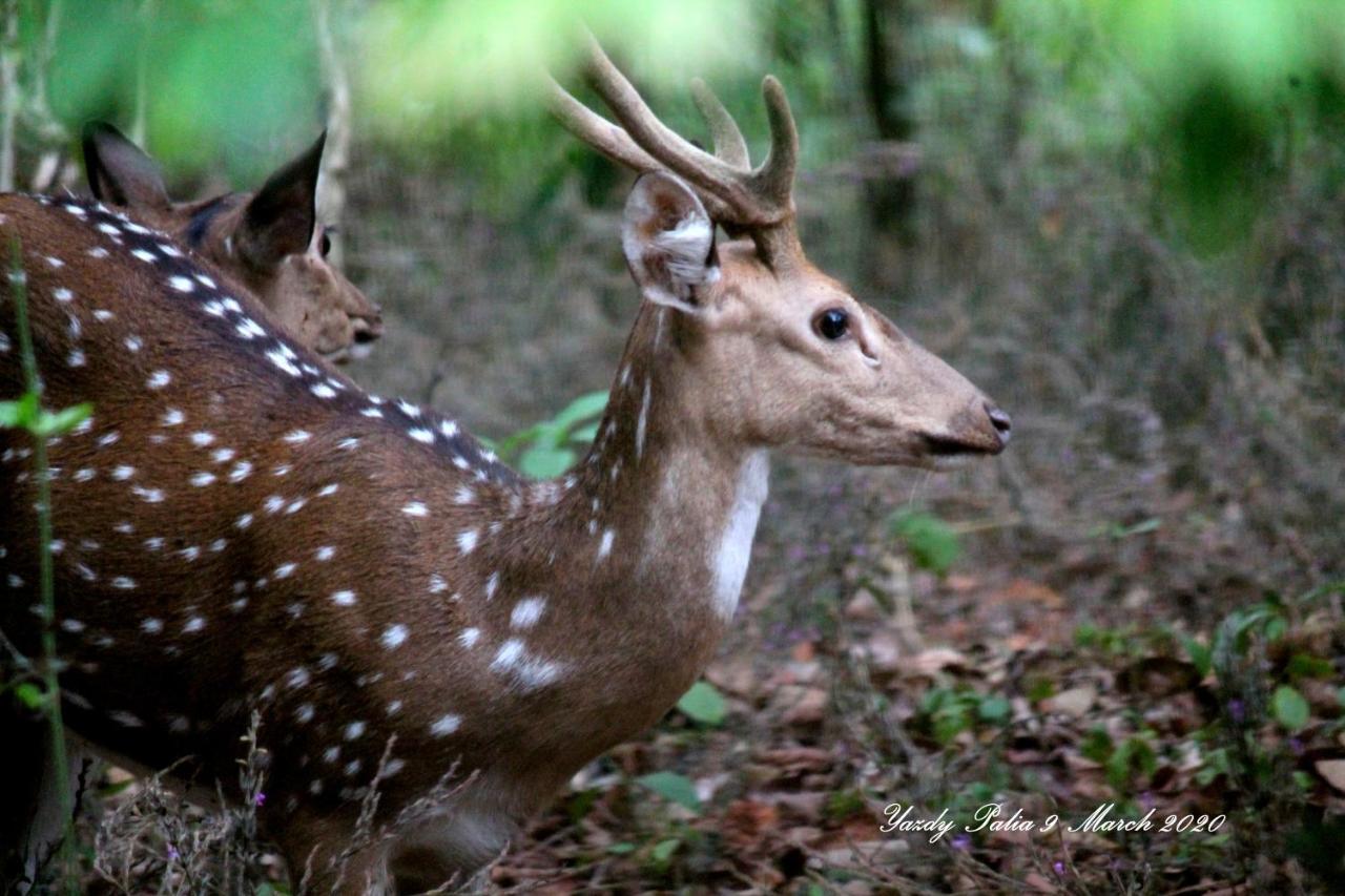 Woodside Homestay Wayanad Batheri ภายนอก รูปภาพ